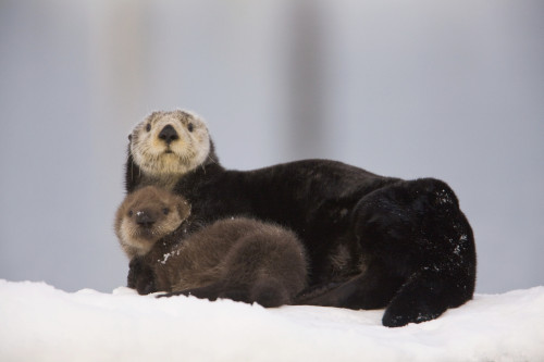 Female Sea Otter Hauled Out On A Snow Mound With Newborn Pup, Prince William Sound, Alaska, Southcentral, Winter PosterPrint - Item # VARDPI2093276