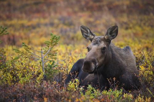 Cow Moose Bedded Down During Autumn, Powerline Pass, Chugach State Park, Chugach Mountains, Alaska PosterPrint - Item # VARDPI2093223