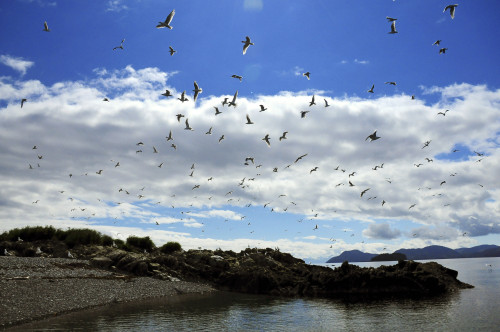 Sea Gulls Flying Above The Shoreline Of Prince William Sound, Alaska PosterPrint - Item # VARDPI2169625