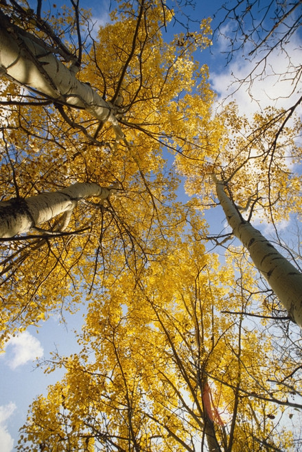 Aspen Trees Fall Colors PosterPrint - Item # VARDPI2132816