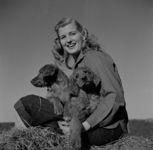 Young woman with cocker spaniels Poster Print - Item # VARSAL255423304