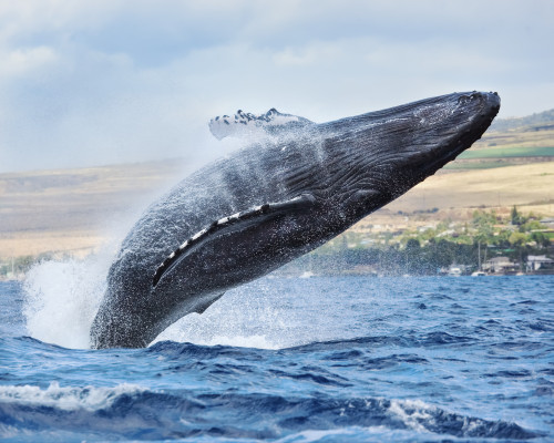 Hawaii, Maui, Humpback Whale Breaching With Island In The Background. PosterPrint - Item # VARDPI1975281