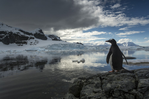 Antarctica, Cuverville Island, Silhouette of Gentoo Penguin (Pygoscelis papua) standing on rocky shoreline along Errera Channel PosterPrint - Item # VARDPI2429457