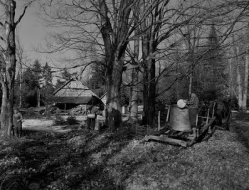 USA  New Hampshire  Lancaster  Farmers gathering sap with horses Poster Print - Item # VARSAL255424947