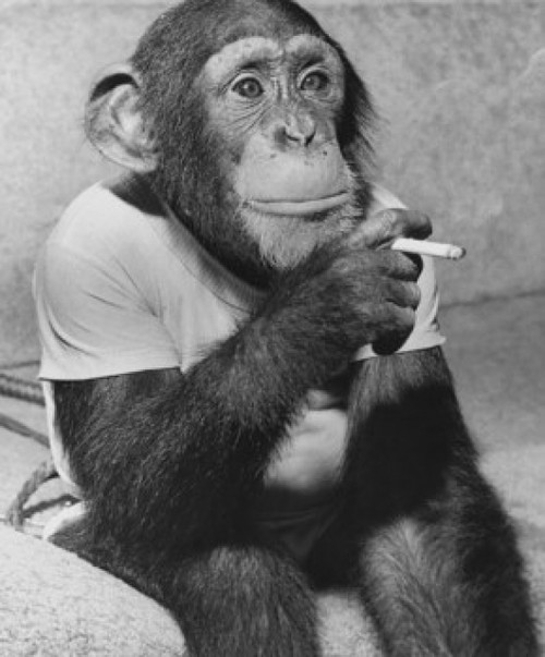 Close-up of a chimpanzee holding a cigarette Poster Print - Item # VARSAL9901551