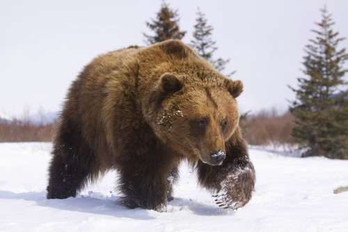 Captive Brown Bear Walks In Snow During Winter At The Alaska Wildlife Conservation Center, Southcentral, Alaska PosterPrint - Item # VARDPI2093928
