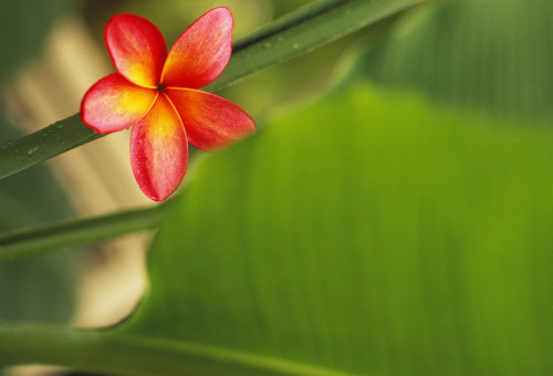 Pink Plumeria Flower Resting On Banana Plant Stem Leaves In Background PosterPrint - Item # VARDPI1990726