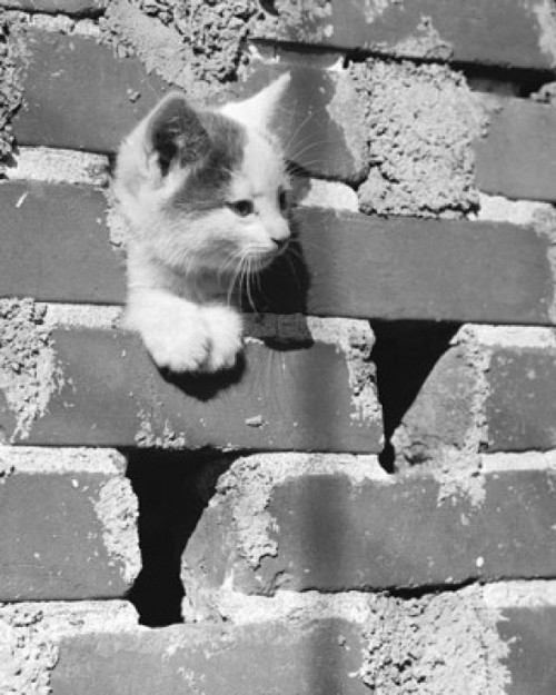 Close-up of a kitten peeking through a hole in a brick wall Poster Print - Item # VARSAL25529856