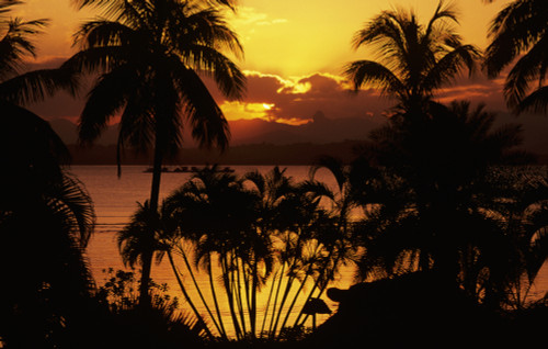 Fiji, Sunset Over Suva Bay, Silhouetted Palm Trees In Foreground. PosterPrint - Item # VARDPI1985811