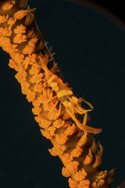 Orange sea whip shrimp, Lembeh Strait, North Sulawesi, Indonesia Poster Print - Item # VARPSTMME400587U