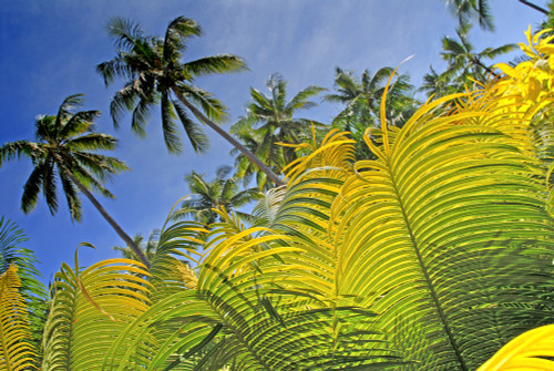 Fiji, Viti Levu, Detail of light green fern leaves in foreground with tall palms against blue sky behind; Coral Coast PosterPrint - Item # VARDPI1985657