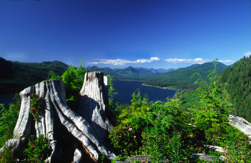 View Of Nitnat Lake, Vancouver Island, British Columbia. PosterPrint - Item # VARDPI2021221