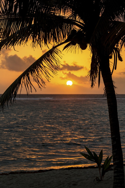 Silhouette of a coconut tree along the shoreline with an orange sun and clouds in the sky at sunrise; Akumal, Quintana Roo, Mexico PosterPrint - Item # VARDPI12269357
