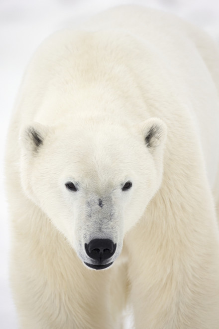 Portrait Of Polar Bear On The Shore Ice Of Hudson's Bay;Churchill Manitoba Canada PosterPrint - Item # VARDPI2305281