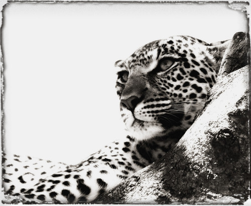 Portrait Of An African Leopard, Botswana, Africa PosterPrint - Item # VARDPI1832717