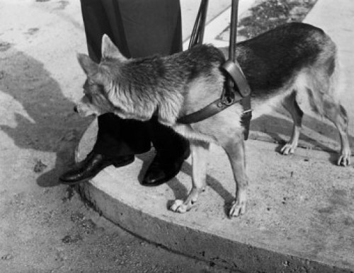 Low section view of a person with a dog Poster Print - Item # VARSAL9901601