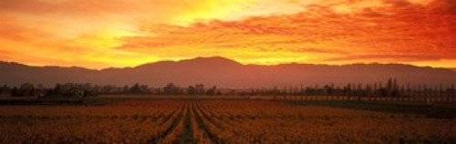 Sunset over Napa Valley Poster Print by Panoramic Images (39 x 12) - Item # PPI71699