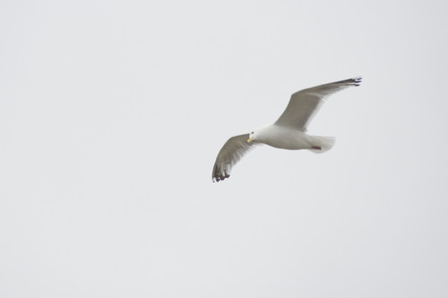 Lake Of The Woods, Ontario, Canada; Gulls Over The Lake PosterPrint - Item # VARDPI1837701