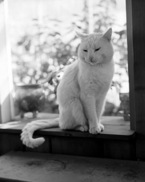Cat sitting on window sill Poster Print - Item # VARSAL255416960