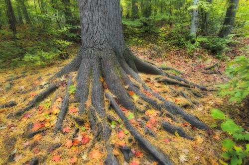 Easter White Pine Tree Trunk Surrounded By Autumn Sugar Maple Leaves. Algonquin Provincial Park, Ontario. Canada. PosterPrint - Item # VARDPI2065471