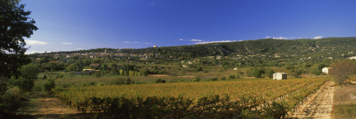 Vineyard at Saint-Saturnin-les-Apt, Vaucluse, Provence-Alpes-Cote D'Azur, France Poster Print - Item # VARPPI69193