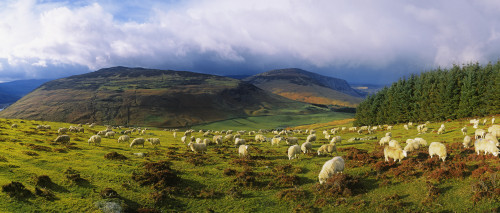 Flock Of Sheep Grazing In A Field, County Wicklow, Republic Of Ireland PosterPrint - Item # VARDPI1798746