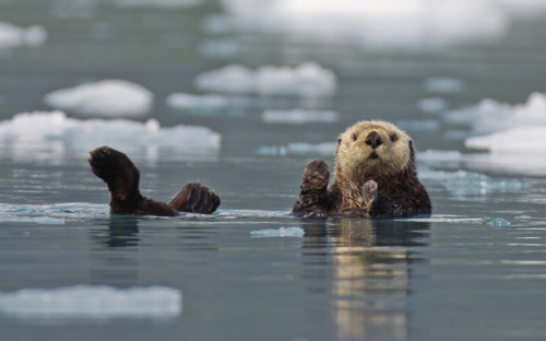 Sea Otter (Enhydra Lutris) Swims On It's Back Amidst The Sea Ice; Prince William Sound Alaska United States Of America PosterPrint - Item # VARDPI2268067