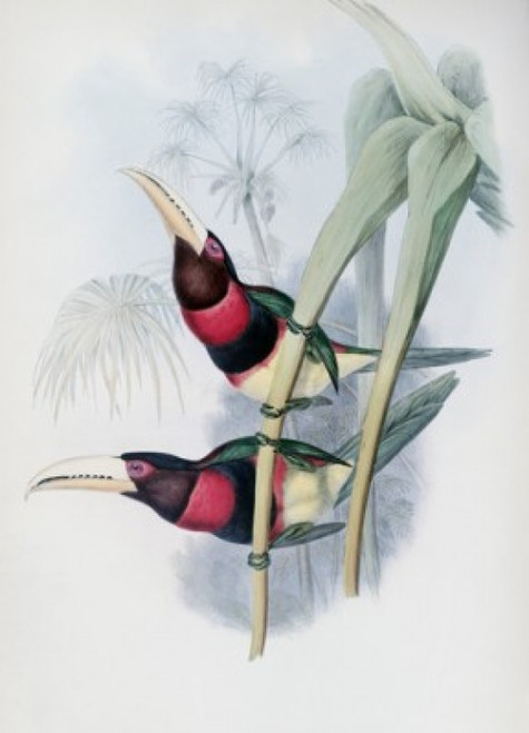 Duchess Of Leuchtenberg's Aracari John Gould Poster Print - Item # VARSAL900140742