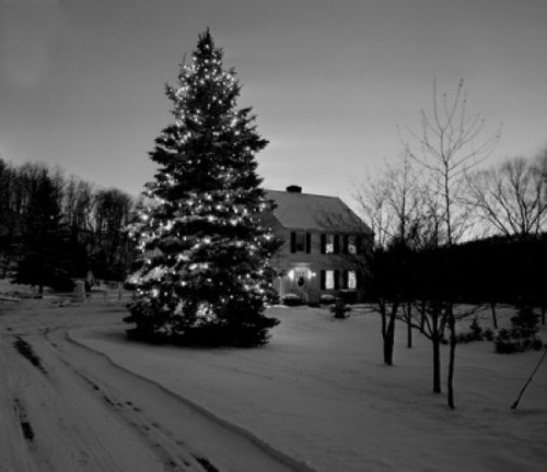 Christmas tree in winter landscape Poster Print - Item # VARSAL255416518
