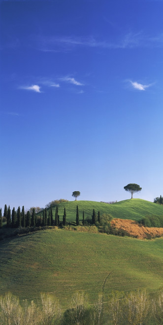 Trees on green hills, Tuscany, Italy Poster Print - Item # VARPPI57268