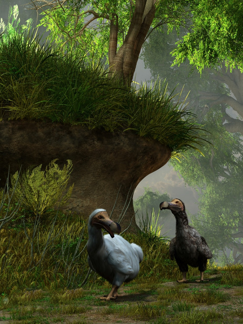 A pair of Dodo birds waddle along a forest path Poster Print - Item # VARPSTDEK600012P