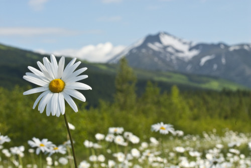 A Group Of Daisies Grow In The Meadows Of Turnagain Pass In Chugach National Forest, Kenai Peninsula, Southcentral Alaska, Summer PosterPrint - Item # VARDPI2140084