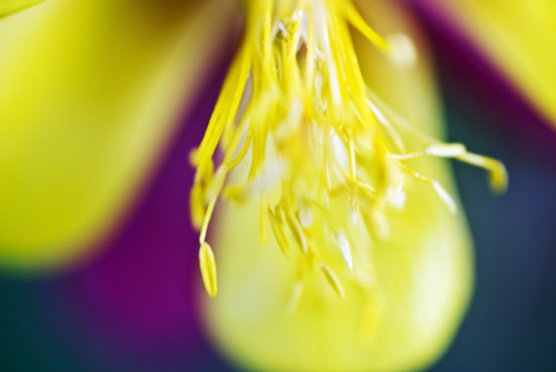 Columbine, Macro Close-Up Of Stamens And Petals. PosterPrint - Item # VARDPI1976410