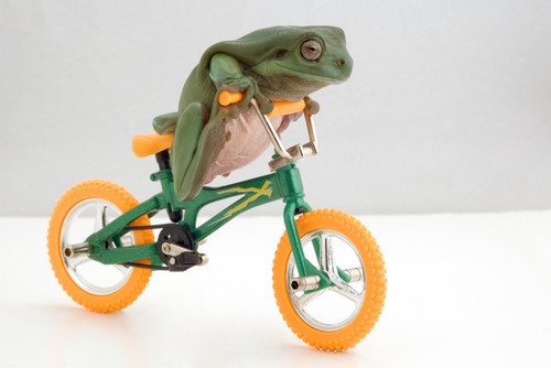 Frog On A Bicycle PosterPrint