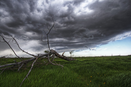 Blowing Grass And Deadwood During A Summer Storm, Prairies Near Fort Saskatchewan, Alberta PosterPrint - Item # VARDPI2035309
