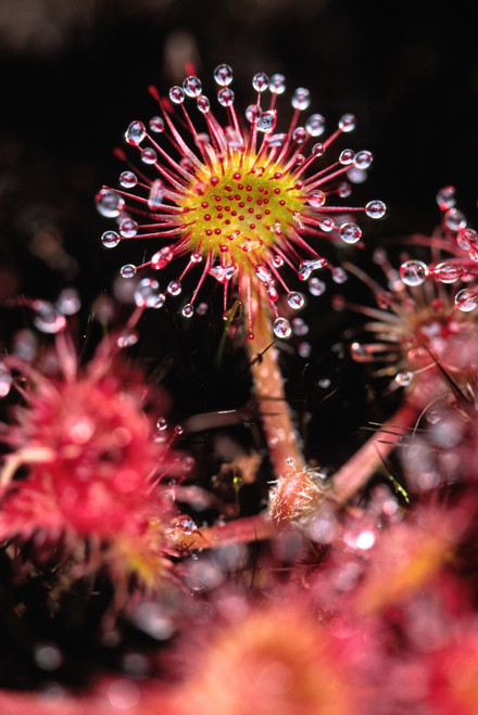 Sundew, Vancouver Island, British Columbia. PosterPrint - Item # VARDPI2021181