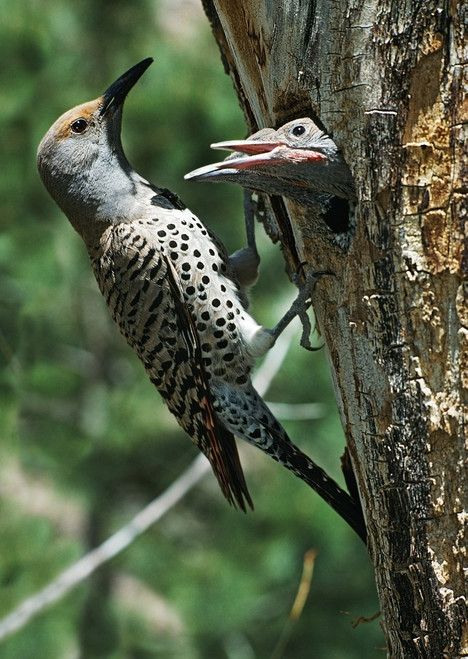 Female Northern Flicker (Colaptes Auratus) Greeted By Young In Nest In The Cavity Of A Tree; New Mexico, Usa PosterPrint - Item # VARDPI1868827
