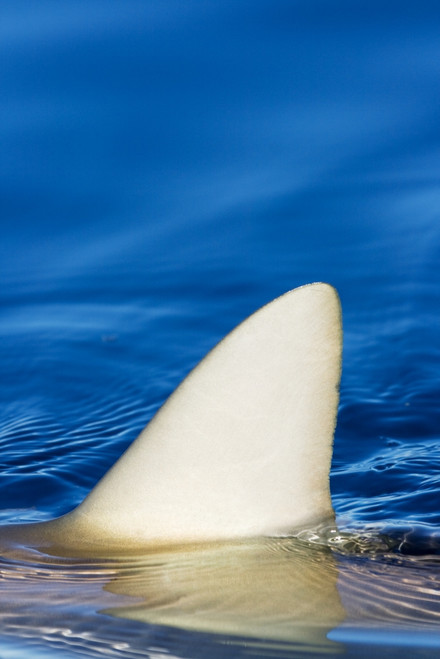 Hawaii, Gray Reef Shark (Carcharhinus Amblyrhynchos), Close-Up Of Fin Piercing Ocean Surface. PosterPrint - Item # VARDPI1976143