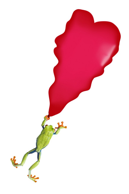 Red-Eyed Tree Frog (Agalychnis Callidryas) Holding On To A Deflating Balloon PosterPrint - Item # VARDPI1824789