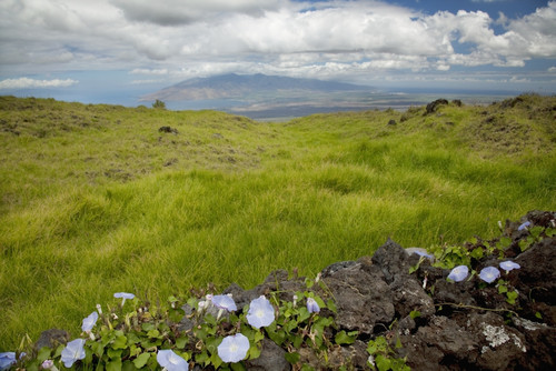 Hawaii, Maui, Kula, A stone wall lines a country road. PosterPrint - Item # VARDPI2116478