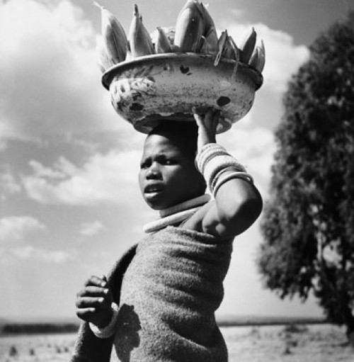 Girl carrying corn and melons in a tub  South Africa Poster Print - Item # VARSAL990118133