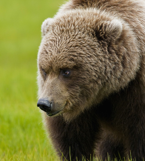 Close Up Of Brown Bear In Sedge Grasses In Hallo Bay, Katmai National Park, Southwest Alaska, Summer PosterPrint - Item # VARDPI2093556
