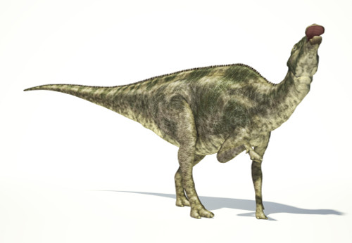 Maiasaura dinosaur on white background with drop shadow Poster Print - Item # VARPSTVET600072P