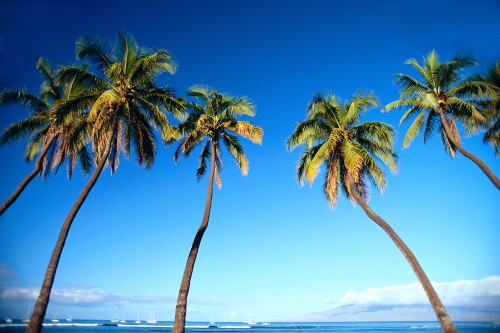 Hawaii, Maui, Lahaina, Coconut Palm Trees Along Ocean, Blue Sky C1681 PosterPrint - Item # VARDPI2000052