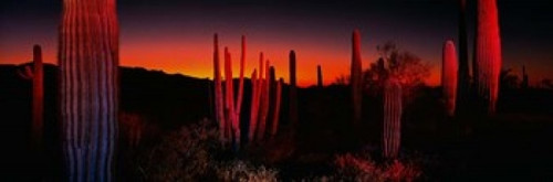 Organ Pipe National Park AZ Poster Print by Panoramic Images (37 x 12) - Item # PPI32145