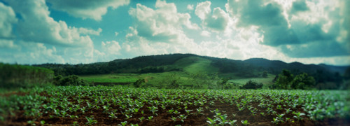 Tobacco fields in Vinales Valley, Vinales, Cuba Poster Print - Item # VARPPI169912