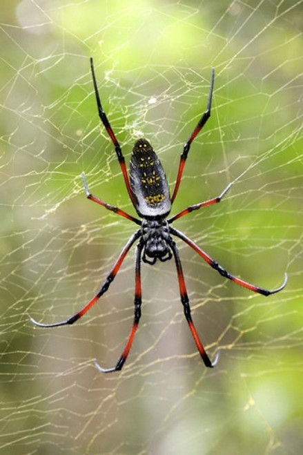 Close-up of a Golden Silk Orb-weaver  Andasibe-Mantadia National Park  Madagascar Poster Print by Panoramic Images (16 x 24) - Item # PPI119337