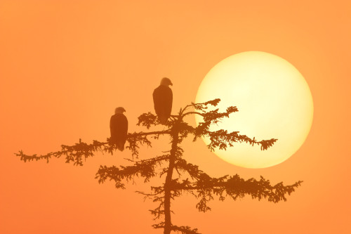 Silhouette Of Bald Eagle On Branch At Sunset Digital Composite PosterPrint - Item # VARDPI2105315