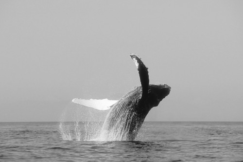 USA, Humpback Whale (Megaptera Novaeangliae) Breaching; Alaska PosterPrint - Item # VARDPI1982859