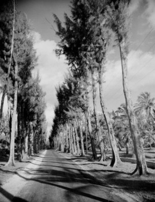 USA  Florida  Jupiter Island  Australian pines on Route A1A Poster Print - Item # VARSAL255423196